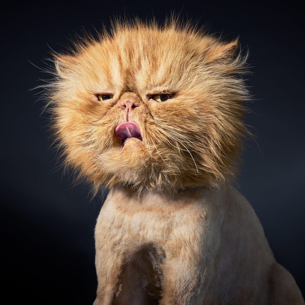 A Persian cat with his fur trimmed to a ‘lion cut’, which is often used on cats with matted fur. Credit: Tim Flach. SINGLE USE ONLY