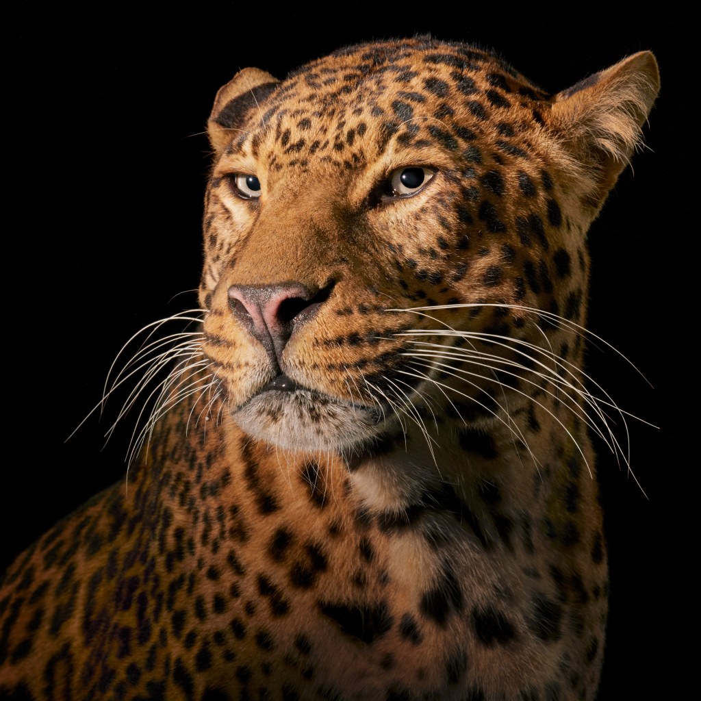 This regal-looking leopard is one of the other big cats in Tim’s book. Credit: Tim Flach. SINGLE USE ONLY