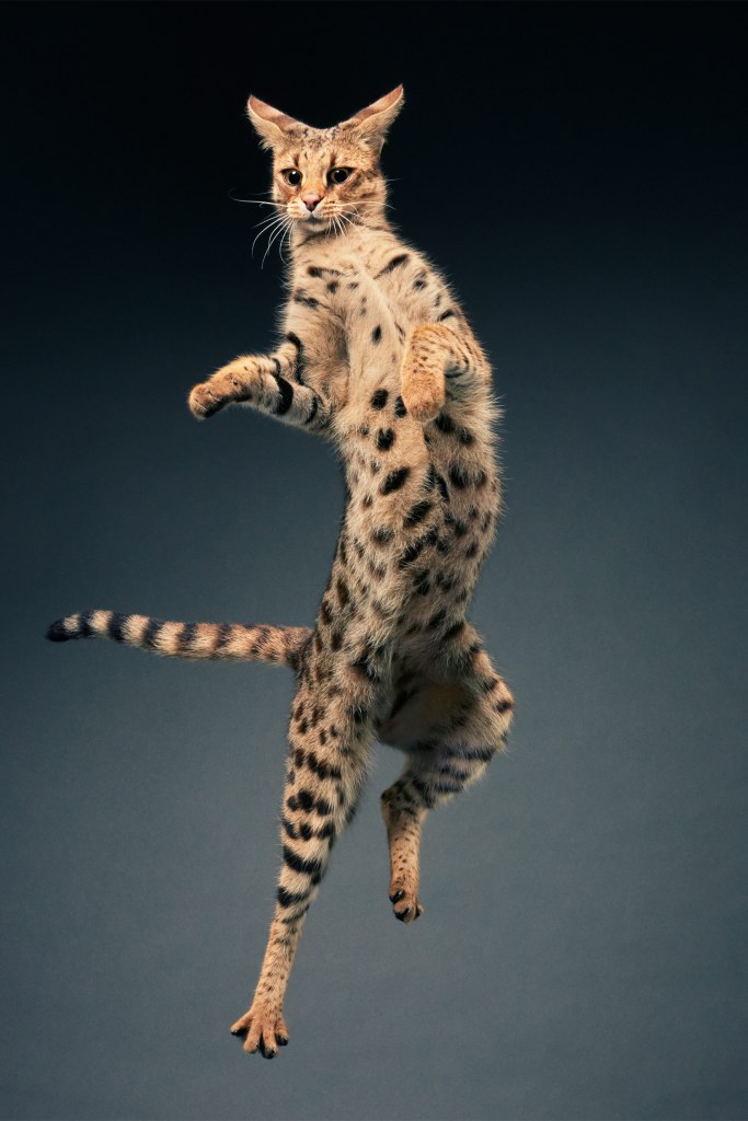 A Savannah. Taken in a makeshift studio where the cat lives. Credit: Tim Flach. SINGLE USE ONLY