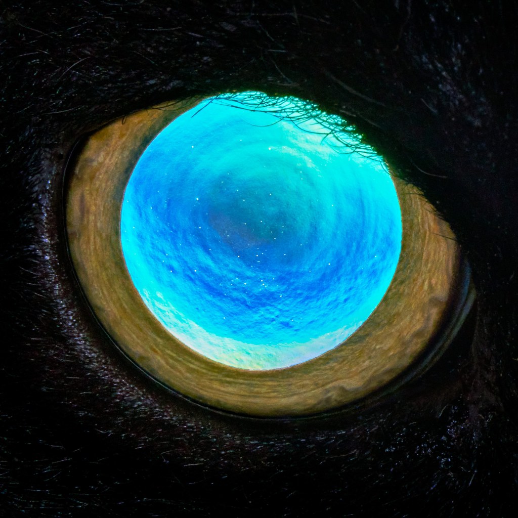 A luminous eye shot, taken with a Canon RF 800mm lens with close-up rings and a Broncolor ring flash. Credit: Tim Flach. SINGLE USE ONLY