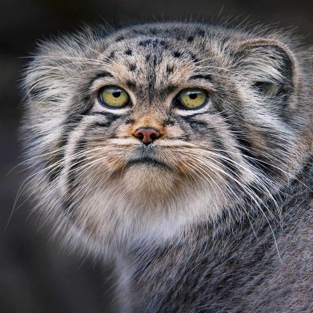 Tim’s images are beautifully lit and highly detailed. Credit: Tim Flach. SINGLE USE ONLY