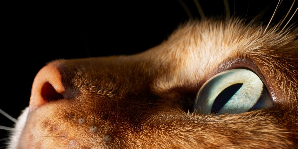 A Bengal cat, named Lucy. Credit: Tim Flach. SINGLE USE ONLY
