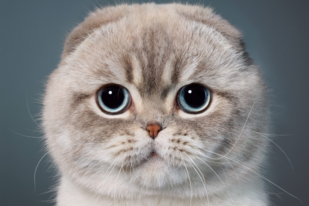 This Scottish fold cat’s face has a round, baby-like appearance. Credit: Tim Flach. SINGLE USE ONLY