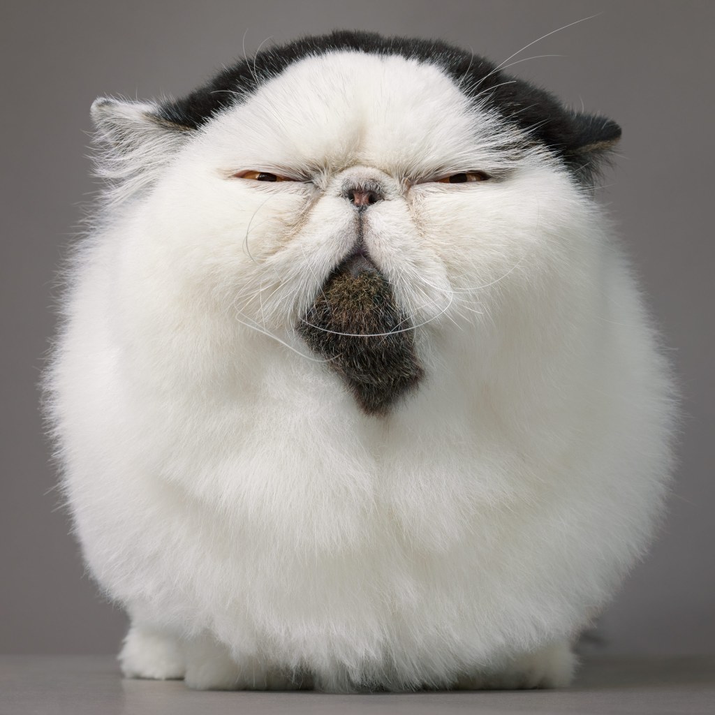 An exotic longhair photographed in Kobe, Japan. Credit: Tim Flach. SINGLE USE ONLY