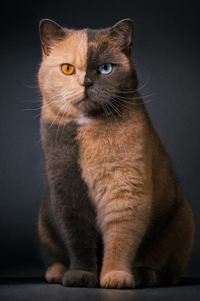 This British shorthair, named Domino, has a rare genetic mutation that causes her split-face look. Credit: Tim Flach. SINGLE USE ONLY