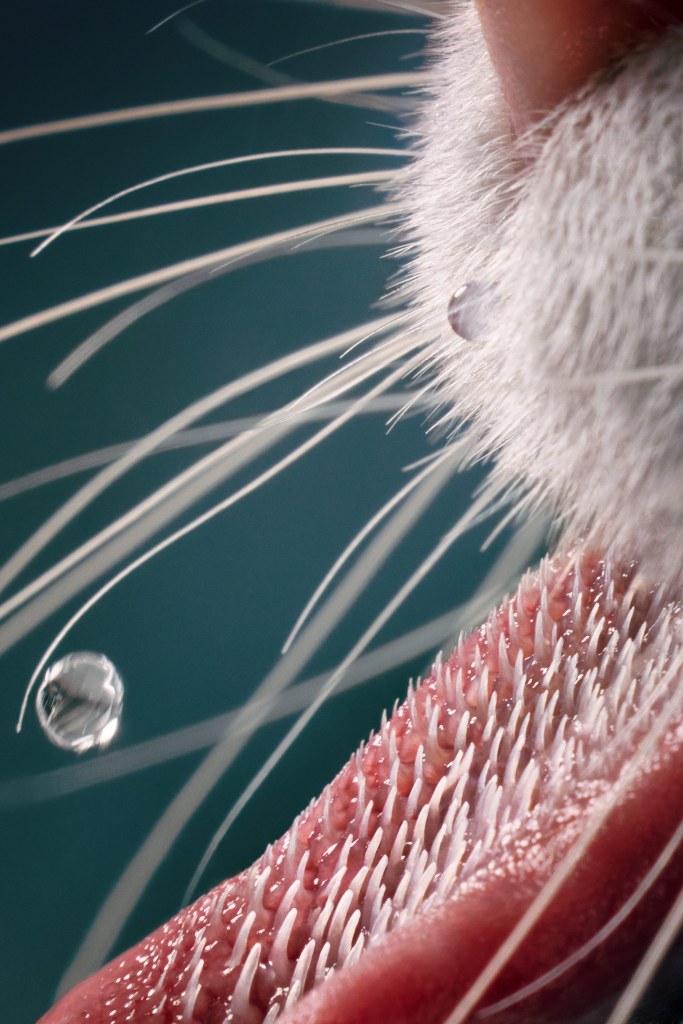 To truly capture the essence of feline, Tim homed in on small details. Credit: Tim Flach. SINGLE USE ONLY