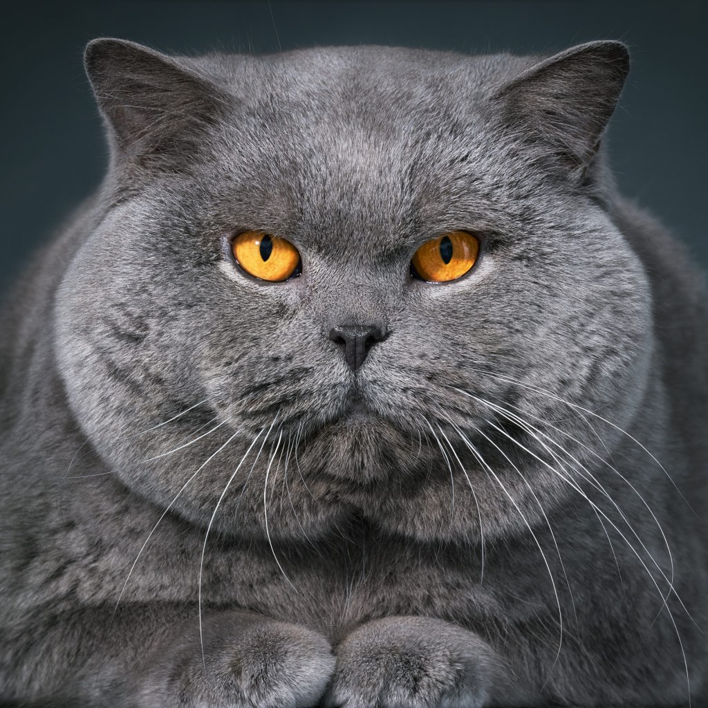 A distinctive British blue shorthair. Credit: Tim Flach. SINGLE USE ONLY