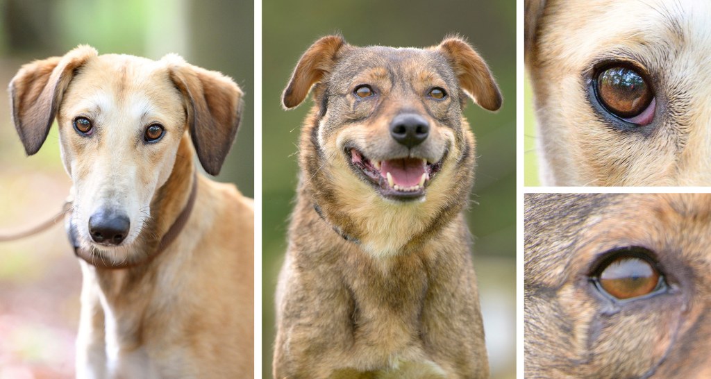 The Nikon Z nails focus on the eye, whereas the DSLR does not. Image Kingsley Singleton.