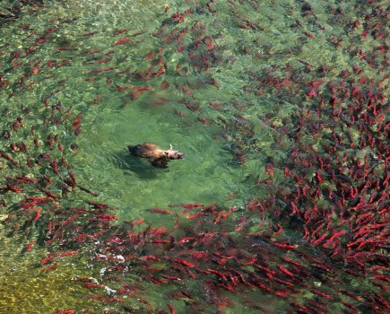 Prints for the Planet, Image: Amy Gulick - A brown bear surrounded by spawning sockeye salmon, Katmai National Park & Preserve, Alaska.