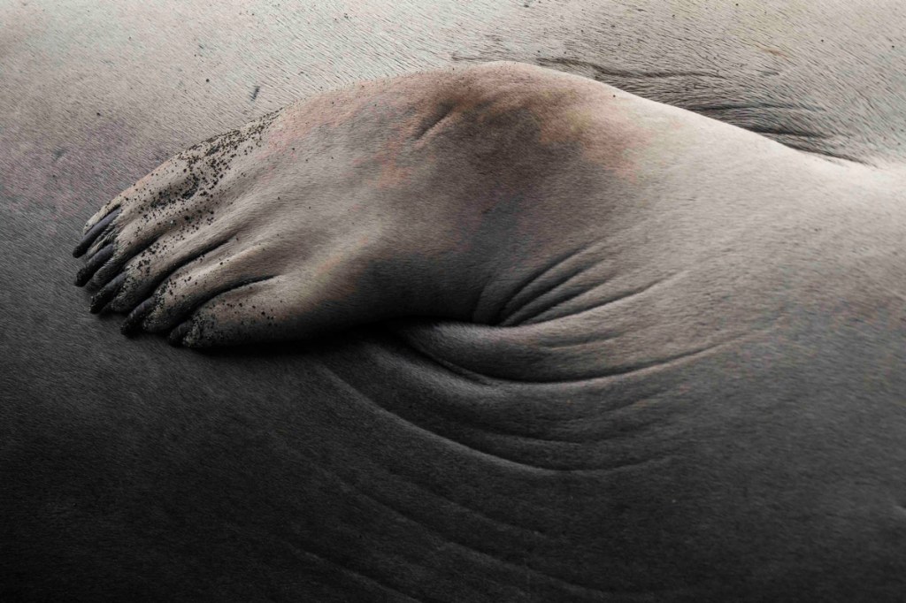 Annie Griffiths Elephant seal detail, Antarctica, South Georgia Island.