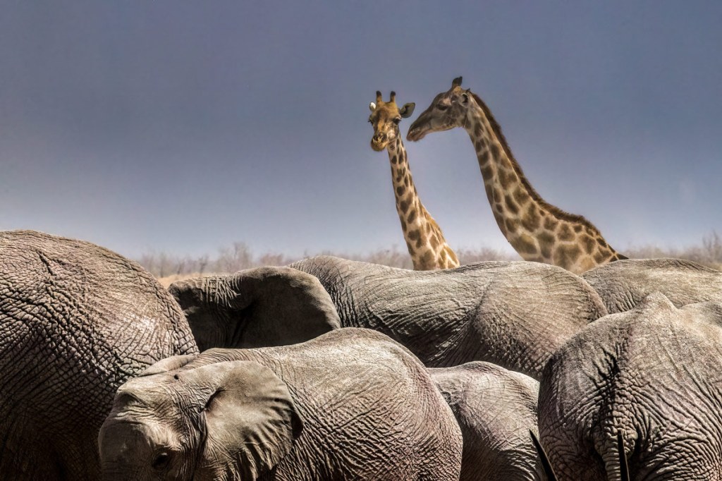 Image: Art Wolfe - African savanna elephant and Namibian giraffe in Etosha National Park, Namibia.