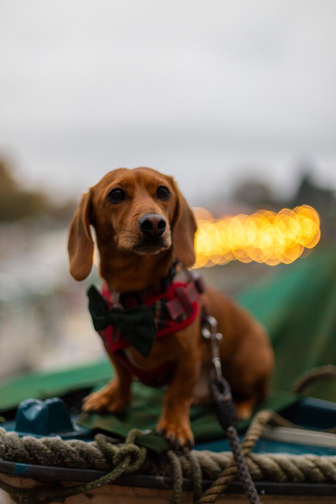 DSLR background blur, dachshund