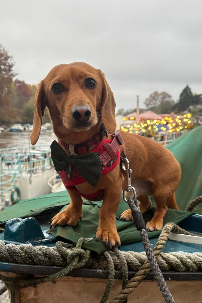 DSLR basic background blur, dachshund