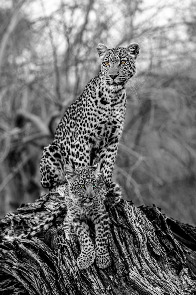 Beverly Joubert A leopard cub's eyes transform as it matures, just the same as the seasons bring ever changing colours to the Okavango Delta, Botswana.