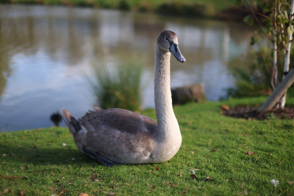 Cygnet, RF 45mm F1.2 at f/1.2.