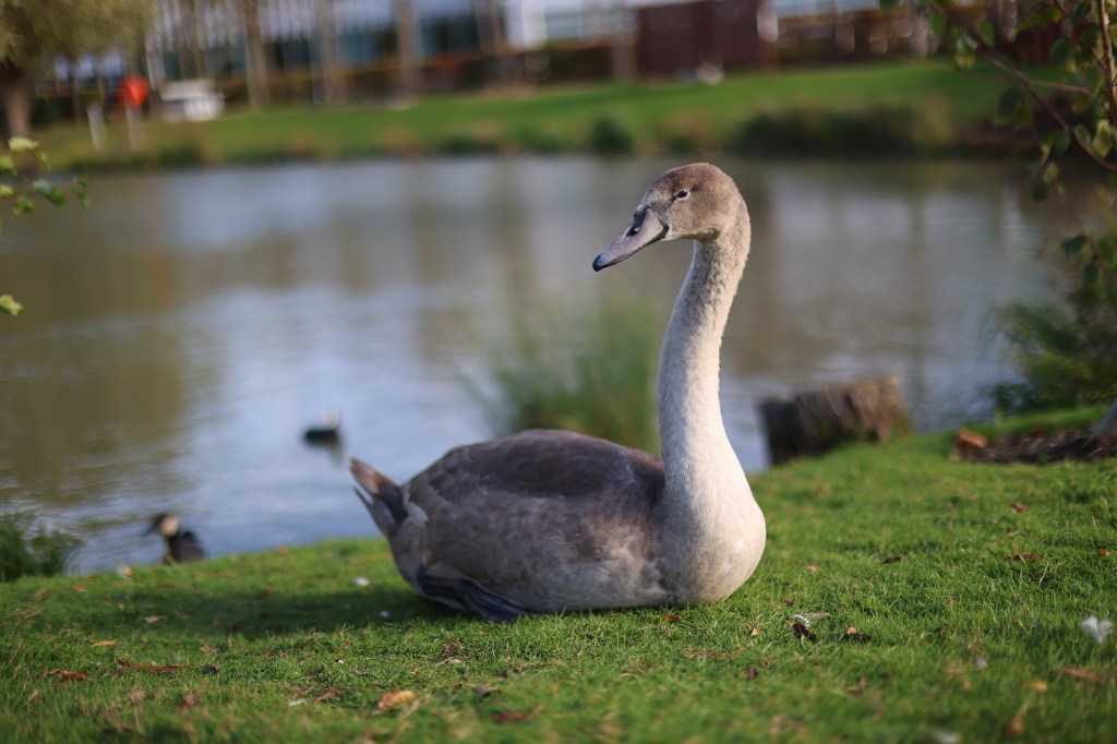 Cygnet, RF 45mm F1.2 at f/1.2.