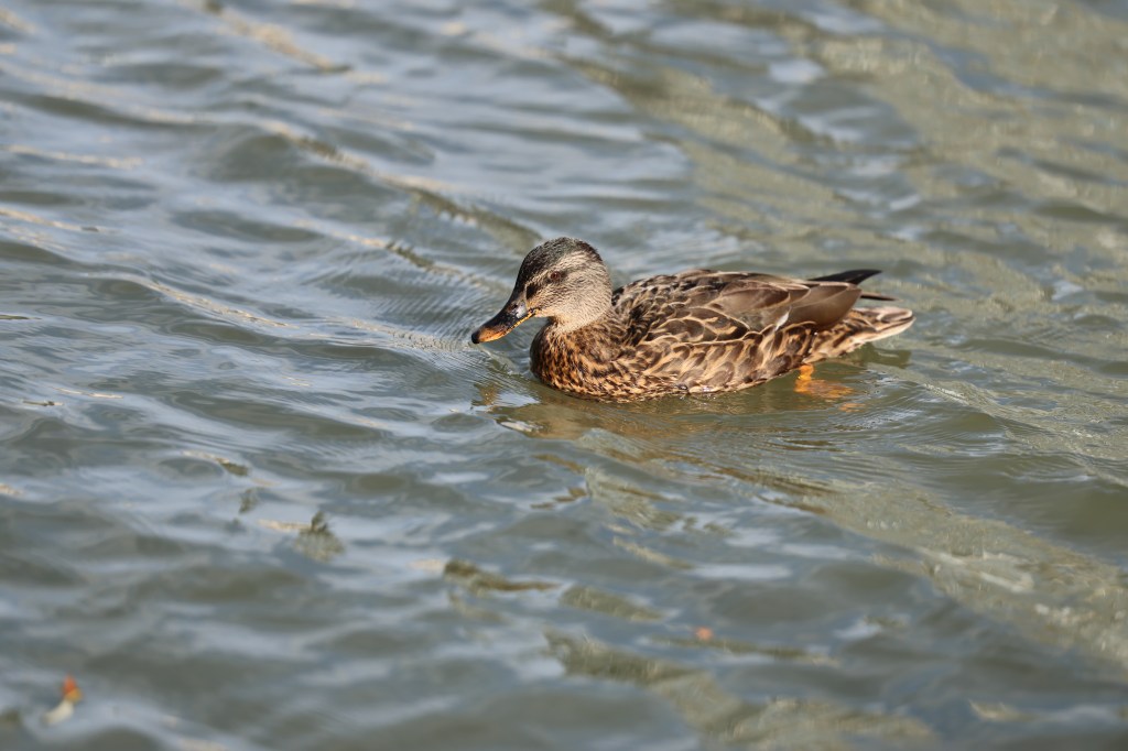 Mallard, RF 70-200mm F2.8L IS USM at 200mm