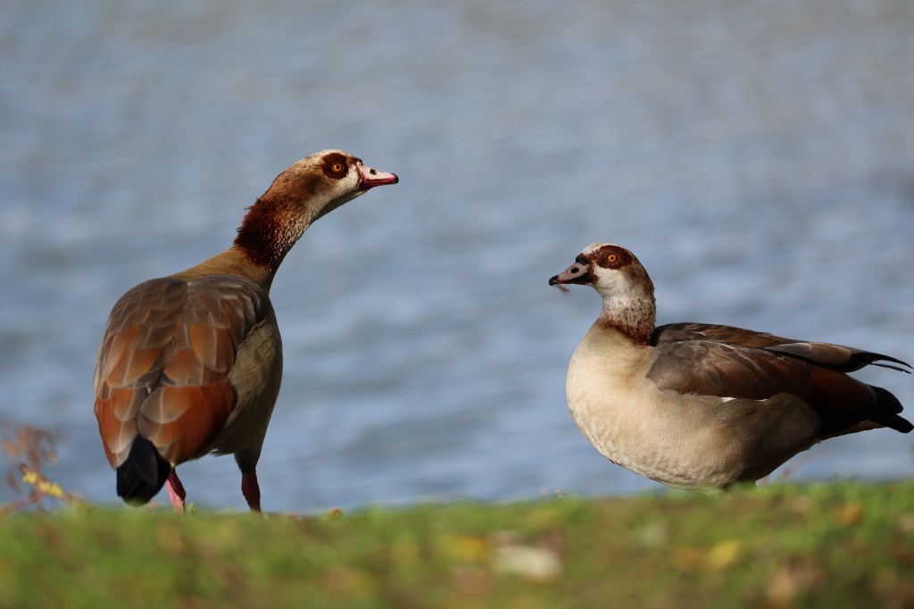 Egyptian geese, RF 70-200mm F2.8L IS USM at 200mm