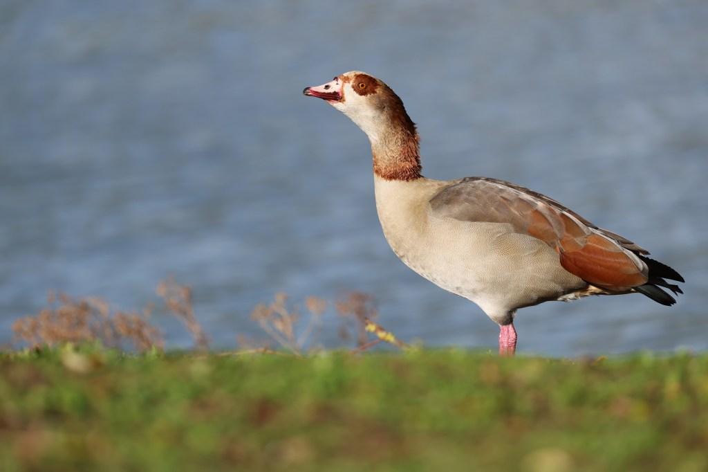 Egyptian goose, RF 70-200mm F2.8L IS USM at 200mm