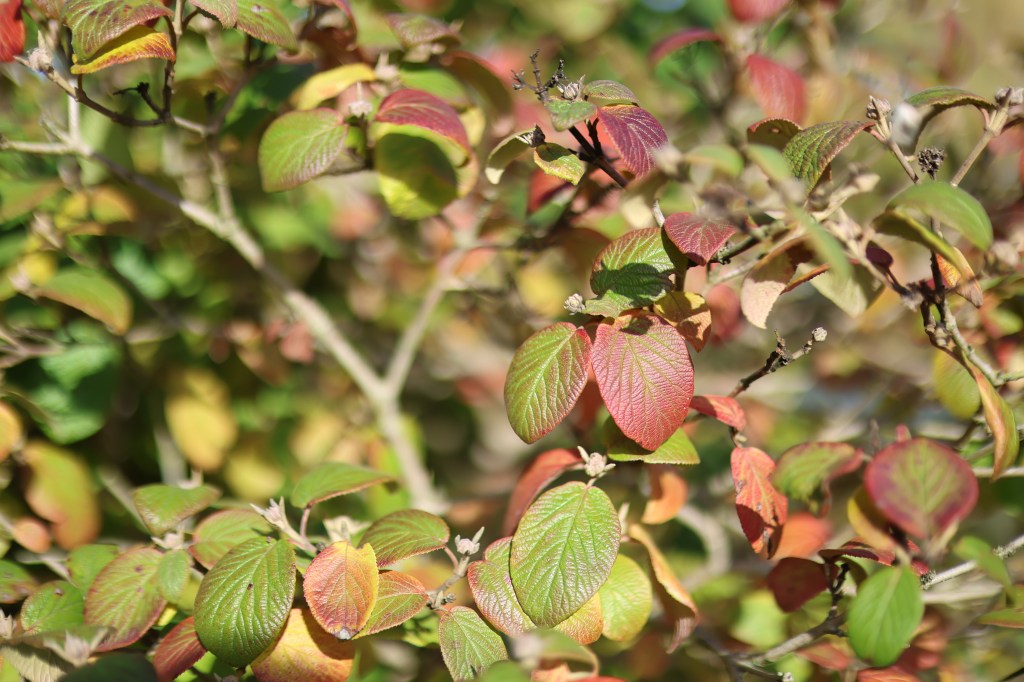Foliage, RF 45mm F1.2 at f/1.2