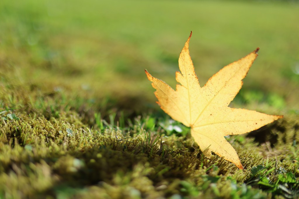Autumn leaf, RF 45mm F1.2 at f/1.2