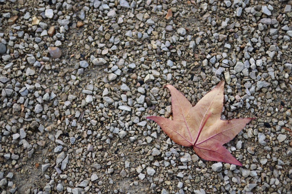 Autumn leaf, RF 45mm F1.2 at f/1.2