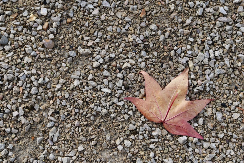 Autumn leaf, RF 45mm F1.2 at f/4