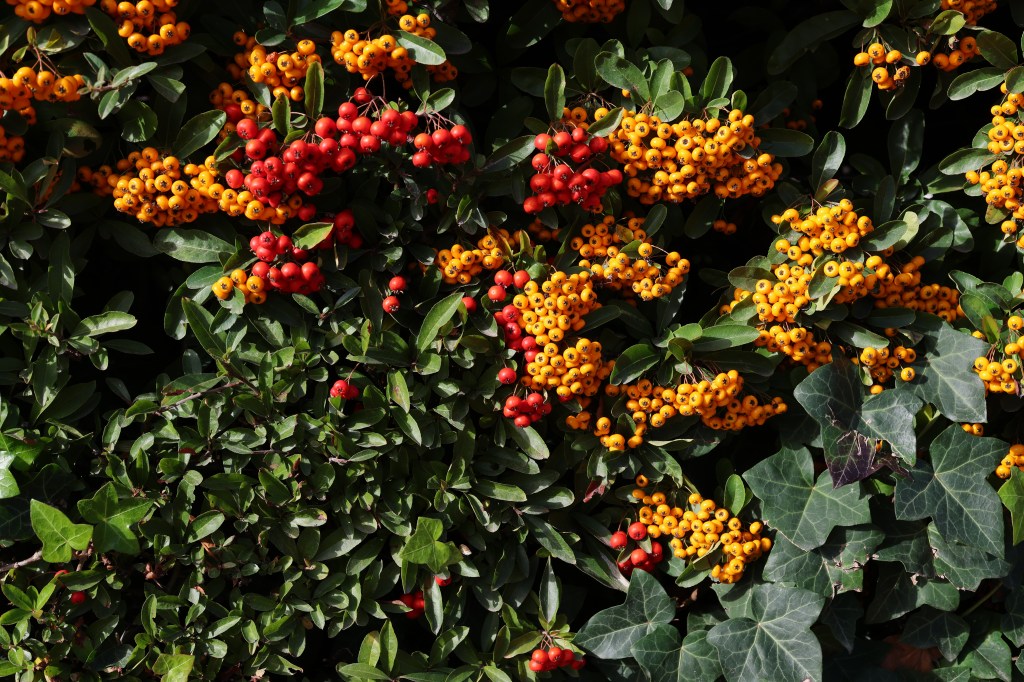 Berries, RF 45mm F1.2 at f/8