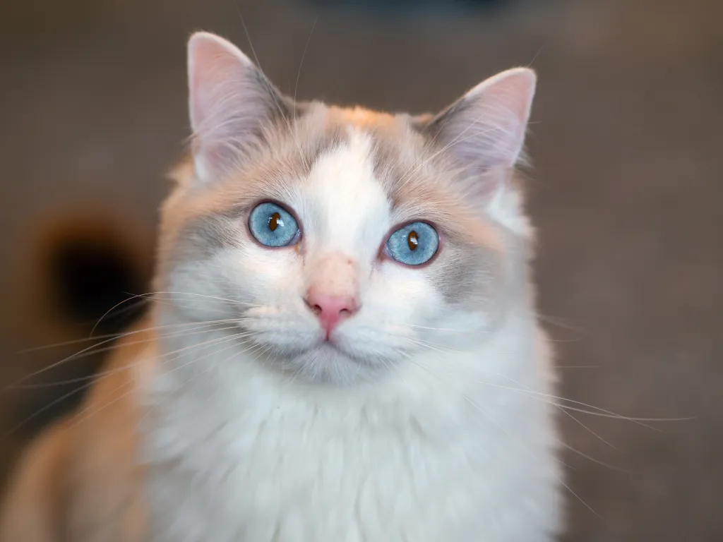 Cat portrait, taken with the Olympus PEN E-P7 and 45mm f/1.8 lens. Photo Joshua Waller (Denoise, ACR)