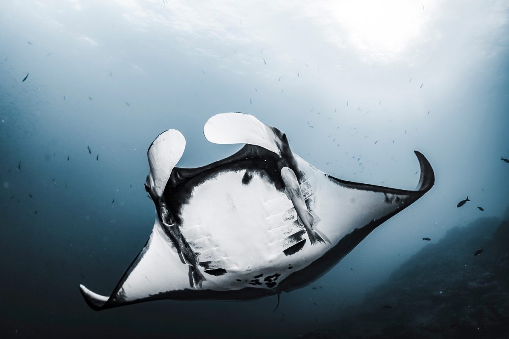 Prints for the Planet, Cristina Mittermeier A manta ray in Revillagigedo National Park, Lopit Warrior, South Sudan.
