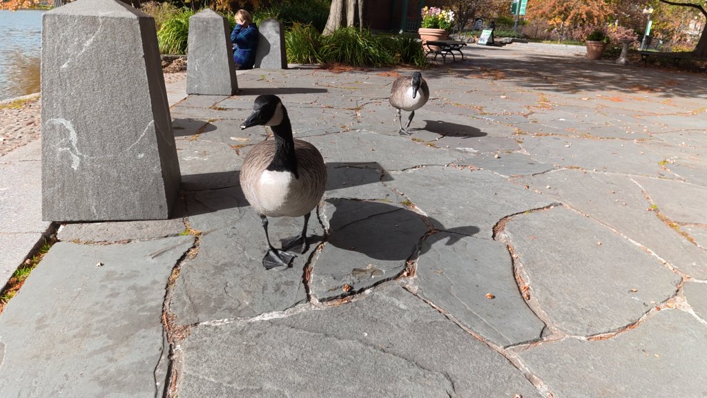 Sample image taken with DJI Osmo Action 6, showing two geese approaching the camera