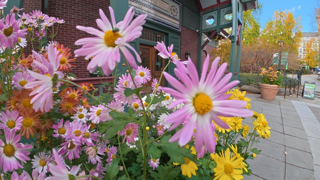 Sample image of DJI Osmo Action 6, showing close-up of flowers where the closest are slightly out of focus