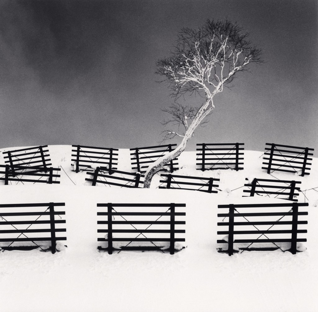 Black and white photograph of tree in a snowy field, surrounded by snow barriers