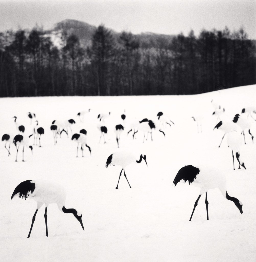 Black and white photograph of a group of
cranes standing in the snow