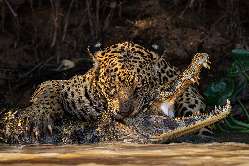 leopard attacking a crocodile