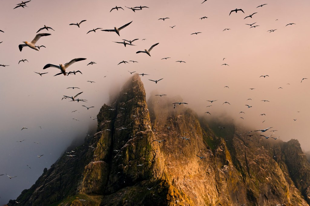 Jim Richardson The Gannets of Boreray, St. Kilda, Scotland.