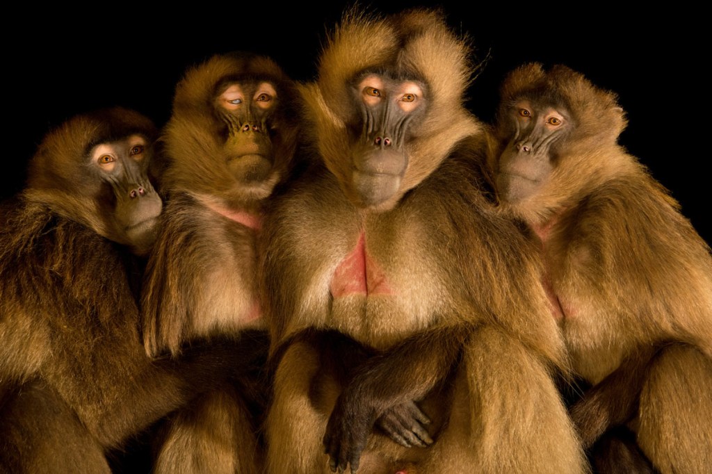 Joel Sartore Gelada baboons at Parco Natura Viva in Bussolengo, Italy. Image credit: Joel Sartore