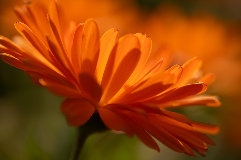 Laowa 180mm F4.5 1.5x Ultra-Macro APO flower sample image