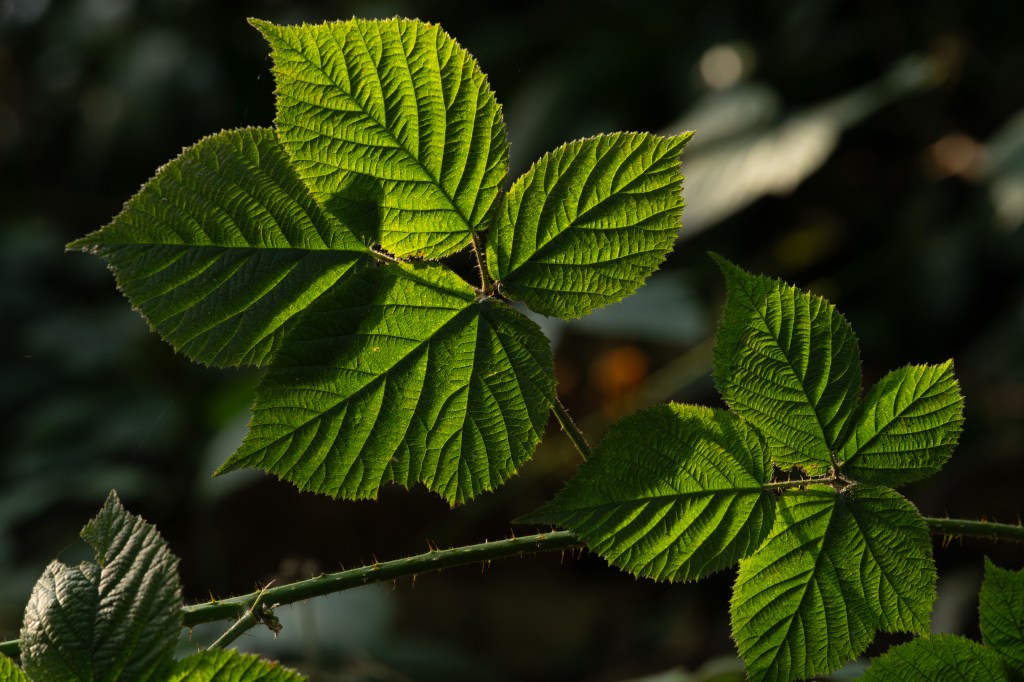 Laowa 180mm F4.5 1.5x Ultra-Macro APO backlit leaves sample image