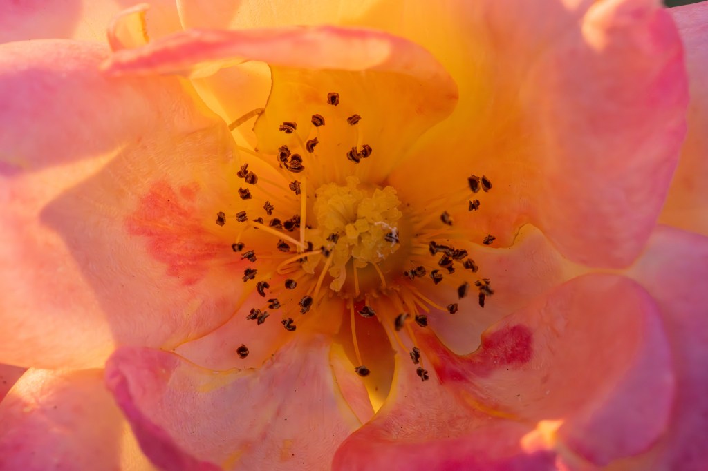 Laowa 180mm F4.5 1.5x Ultra-Macro APO rose close-up sample image