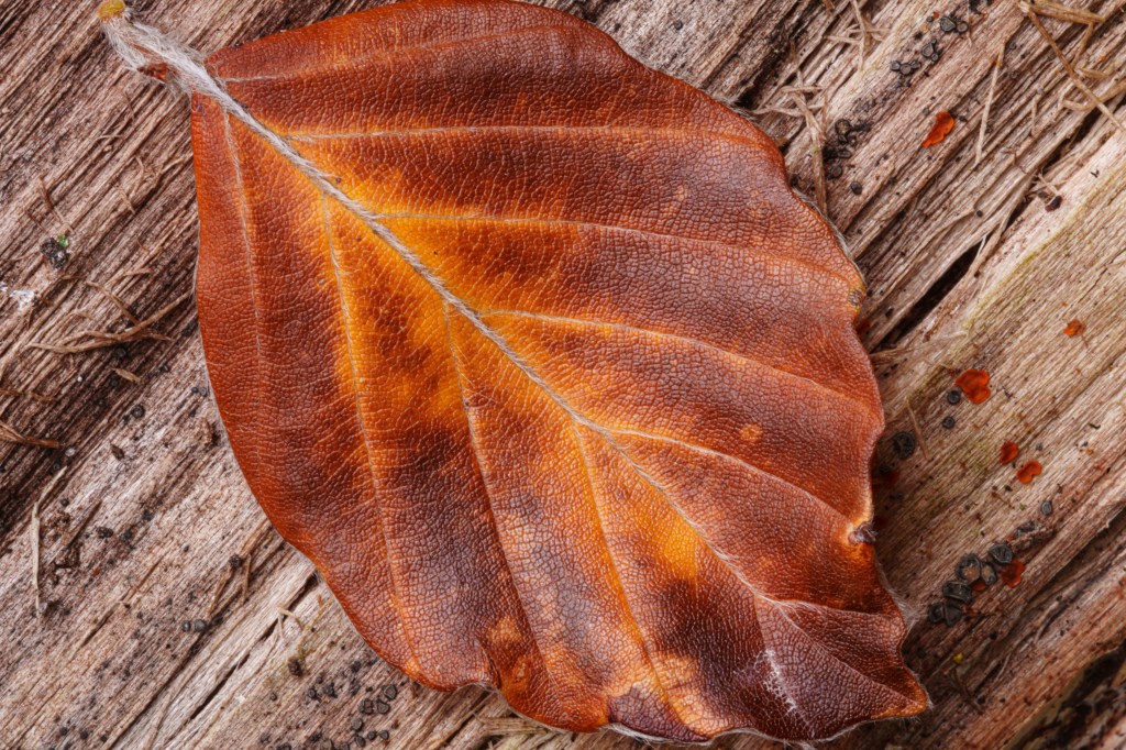 Laowa 180mm F4.5 1.5x Ultra-Macro APO close-up leaf sample image.