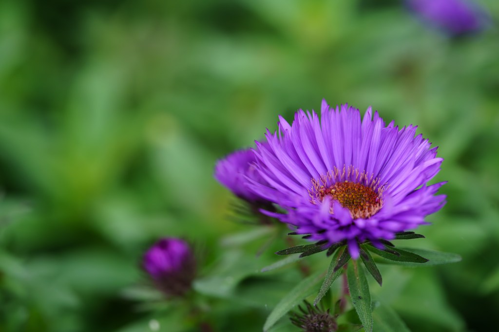 Laowa 180mm F4.5 1.5x Ultra-Macro APO steam train sample image