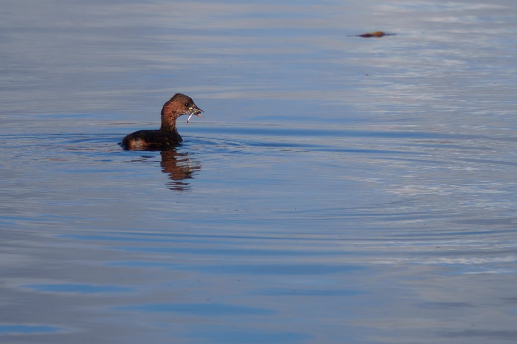 Laowa 180mm F4.5 1.5x Ultra-Macro APO Little Grebe sample image