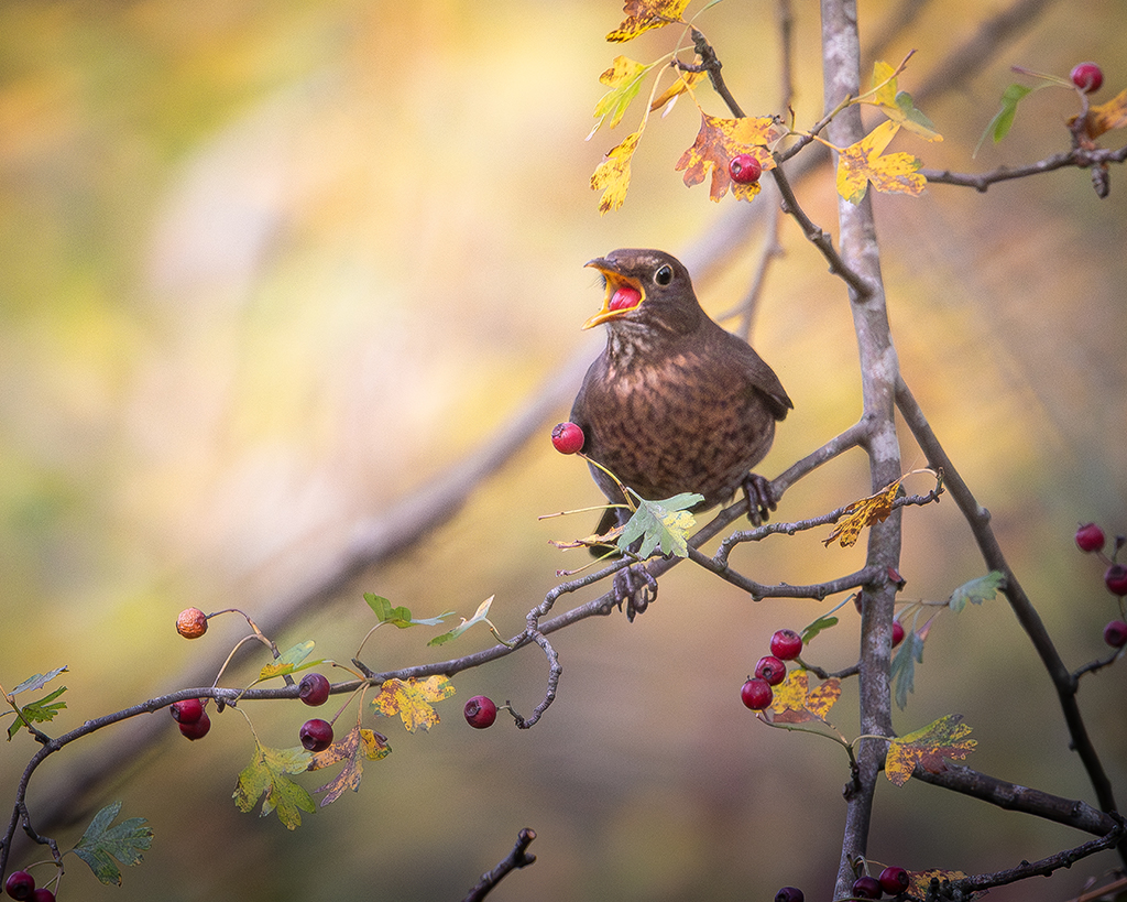 female blackbird with a big red berry in her beak