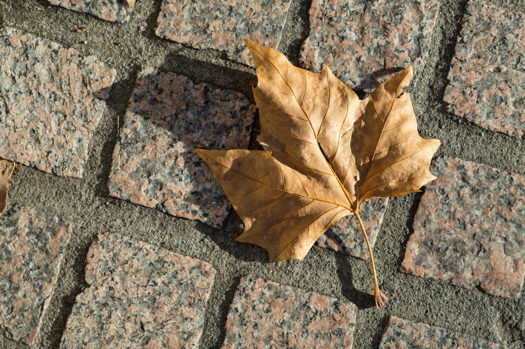 Leica M EV1 autumn leaf sample image