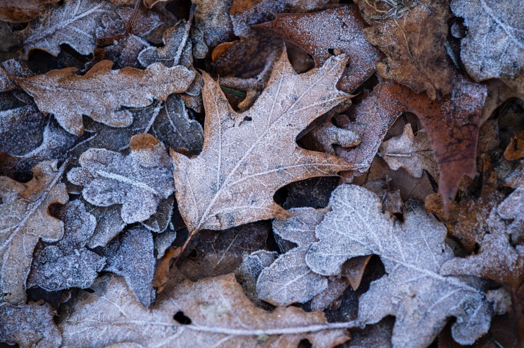 Leica M EV1 frosty leaves sample image. 