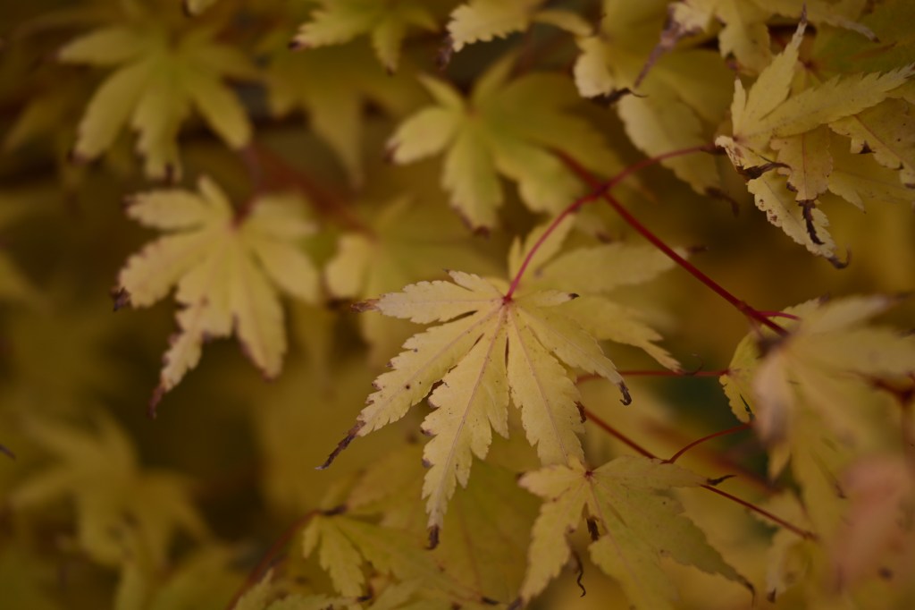 Nikon Nikkor 24-70mm f/2.8S II lens sample