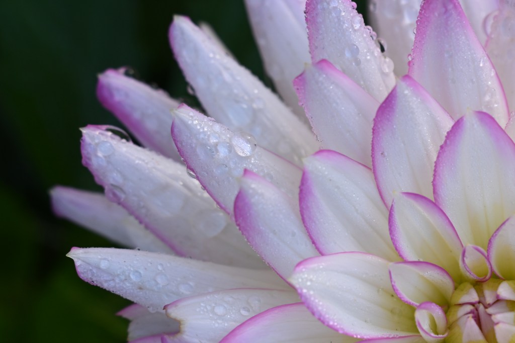 Nikon Nikkor 24-70mm f/2.8S II lens sample