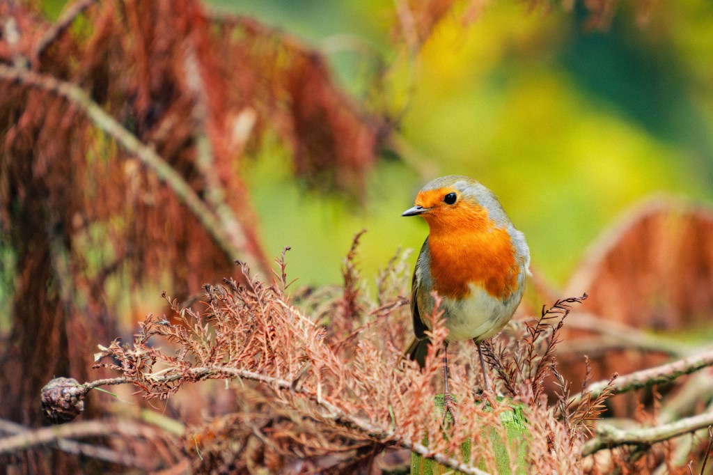 Sigma 20-200mm F3.5-6.3 DG Contemporary lens sample, bird, robin