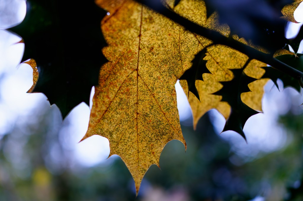 Sony RX1R III leaf close-up sample image